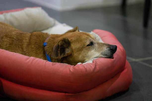 The dog is sleeping in its bed.