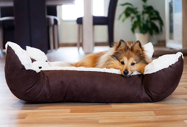 Dog in the dog bed