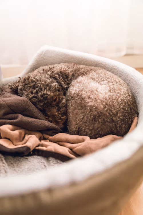 The dog is sleeping soundly in its dog bed.