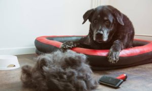 Does a dog bed affect a dog's shedding?