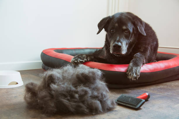 Does a dog bed affect a dog's shedding?