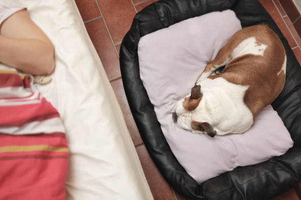 The dog is in the dog bed