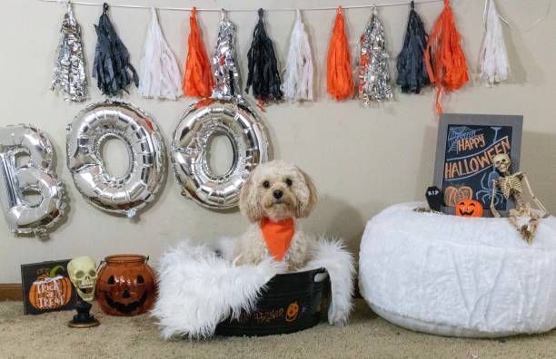 DIY dog bed