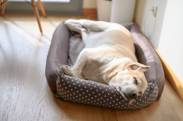 The effect of dog bed edge height on a dog's neck
