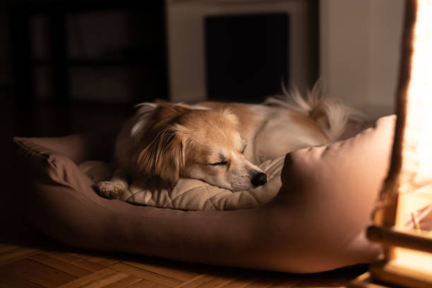 The sense of security a dog feels when sleeping in a dog bed at night