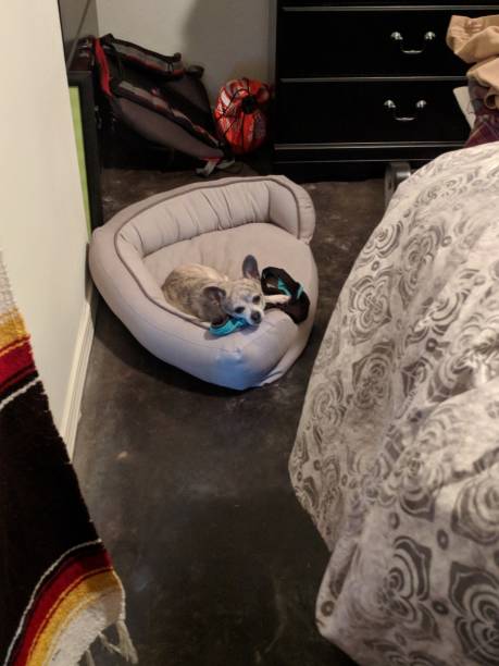 When you're at the office, create a quiet dog bed for your dog to keep you company.