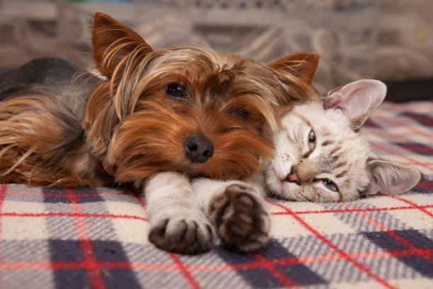 Dog beds can help dogs establish their sleep schedule.