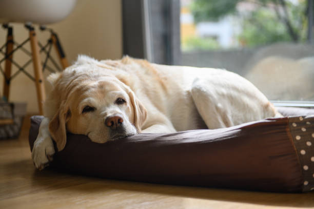 Some dogs really like square dog beds.