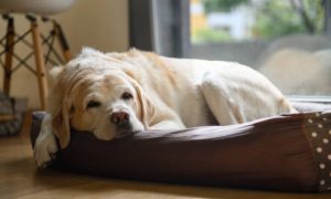 Is a dog bed by the window safe?