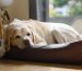 Is a dog bed by the window safe?