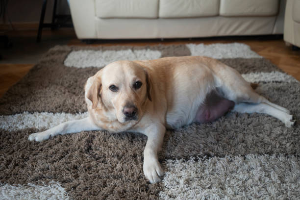 Choosing a dog bed for a pregnant dog