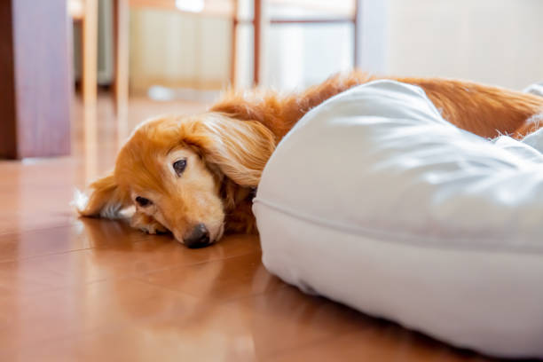 The dog doesn't want to sleep in the dog bed
