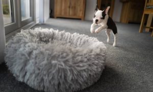Choosing the right dog bed can improve your dog's happiness index.