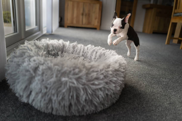 Choosing the right dog bed can improve your dog's happiness index.