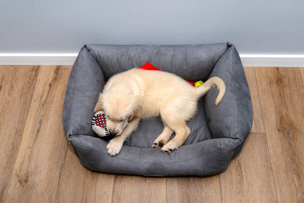 Dog bed placed against the wall