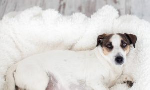 Choosing a doghouse for a pregnant dog
