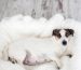 Choosing a doghouse for a pregnant dog