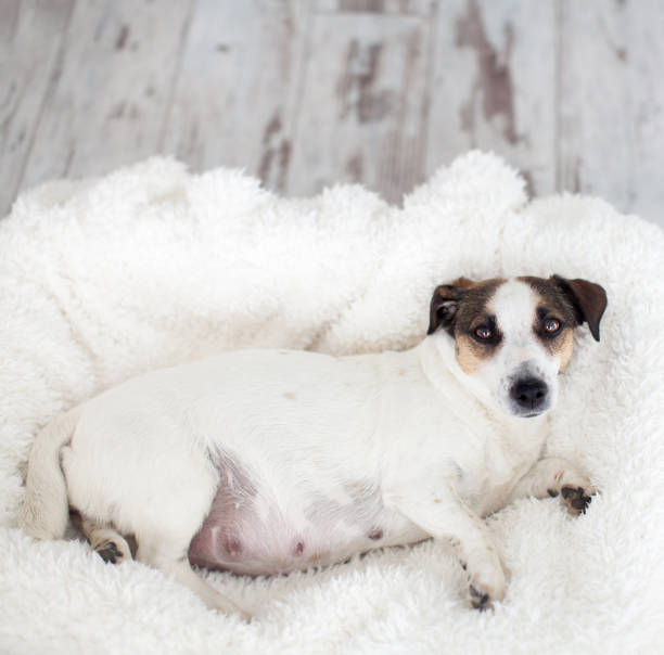 Choosing a doghouse for a pregnant dog
