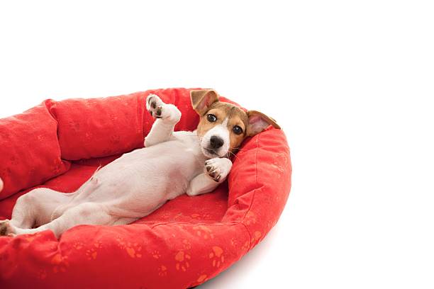 The dog was lying in its dog bed.