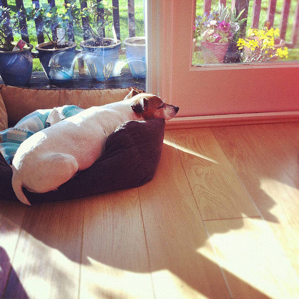 The dog bed is placed on the balcony.