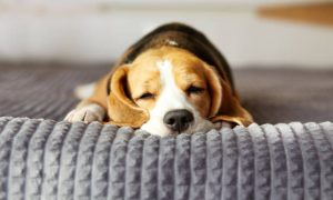 The impact of dog beds on a dog's growth