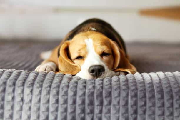 The impact of dog beds on a dog's growth