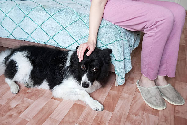How to arrange a dog bed for the owner's convenience