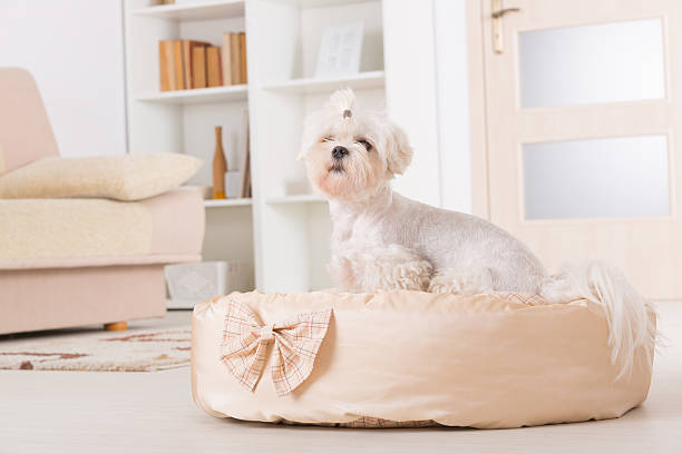 DIY dog bed