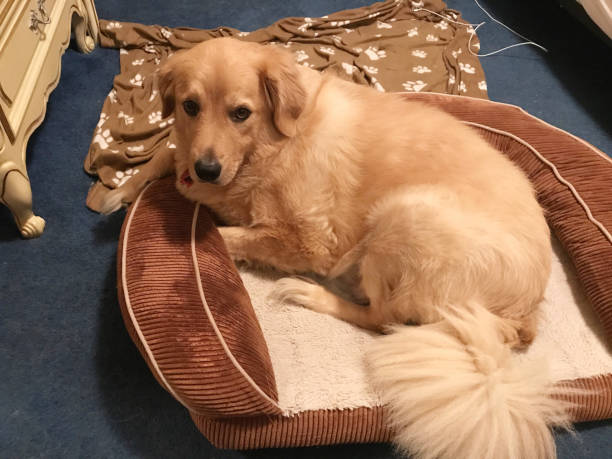 How should a dog bed be placed in a multi-story residential building?