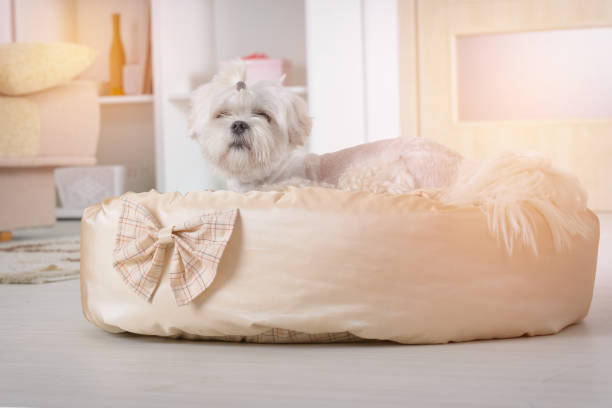 Do dogs develop a attachment to their dog beds?